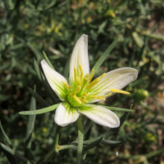 Syrian Rue / Harmel (Peganum harmala)