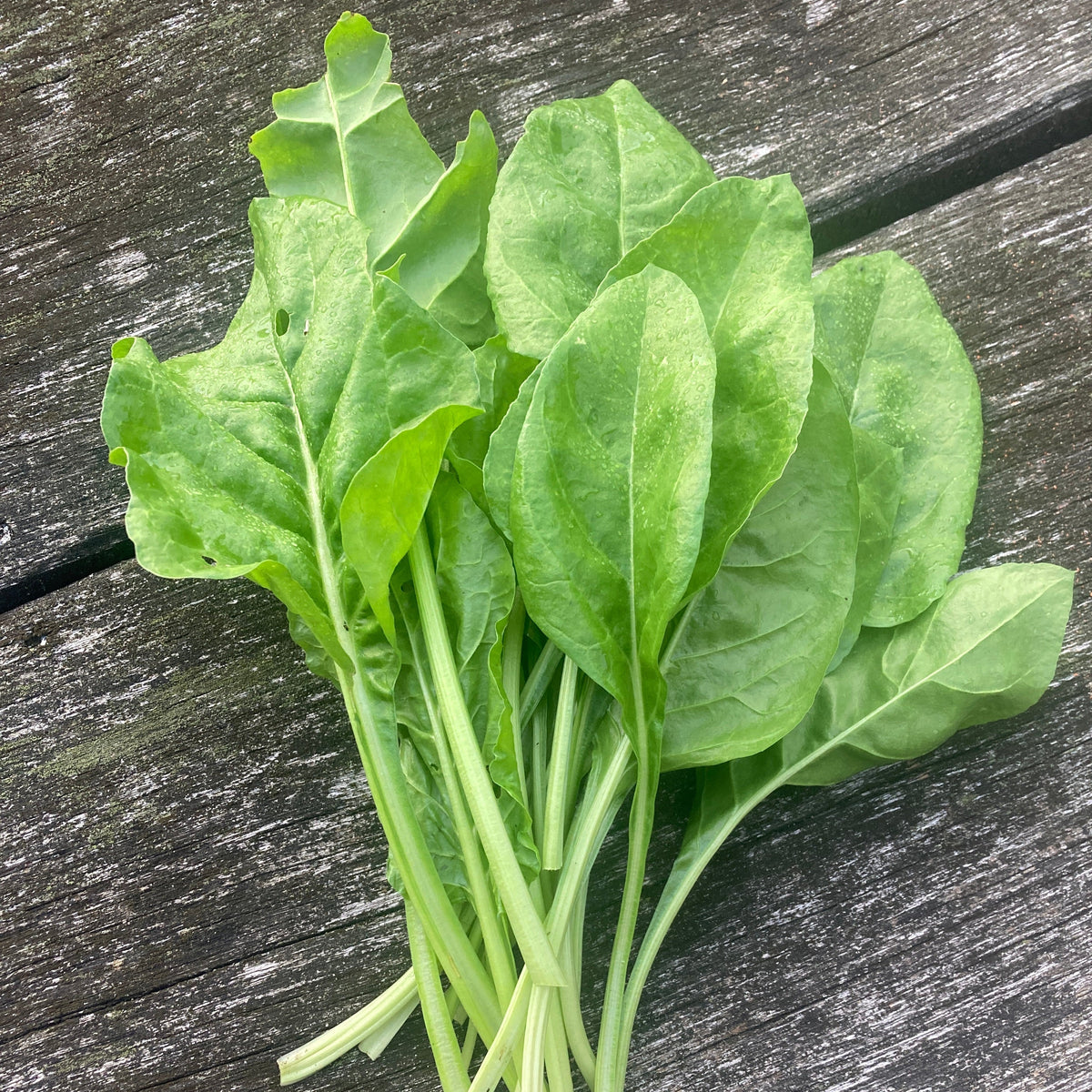 Perpetual Spinach
