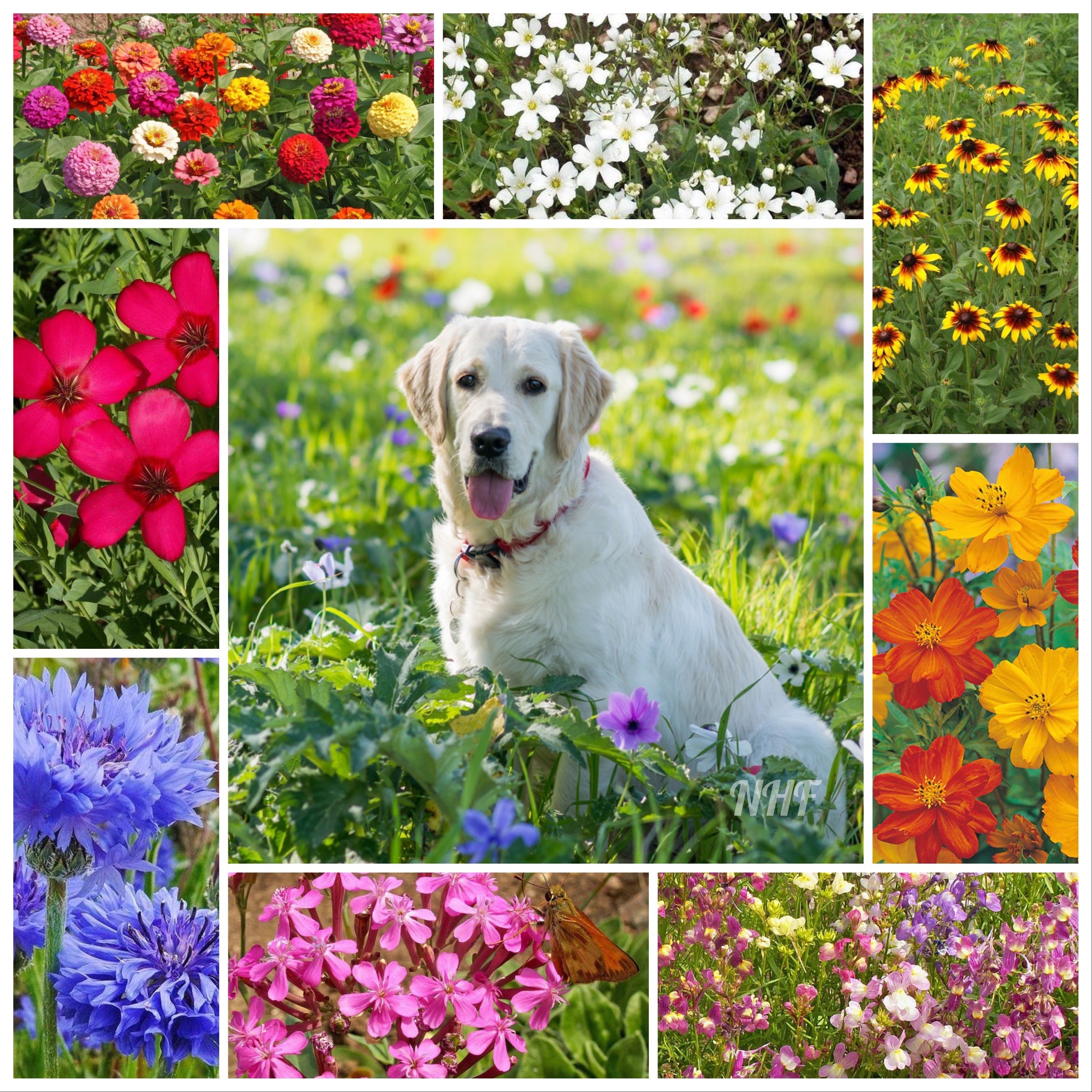 2000+ Pet Friendly Flower Seed Mix