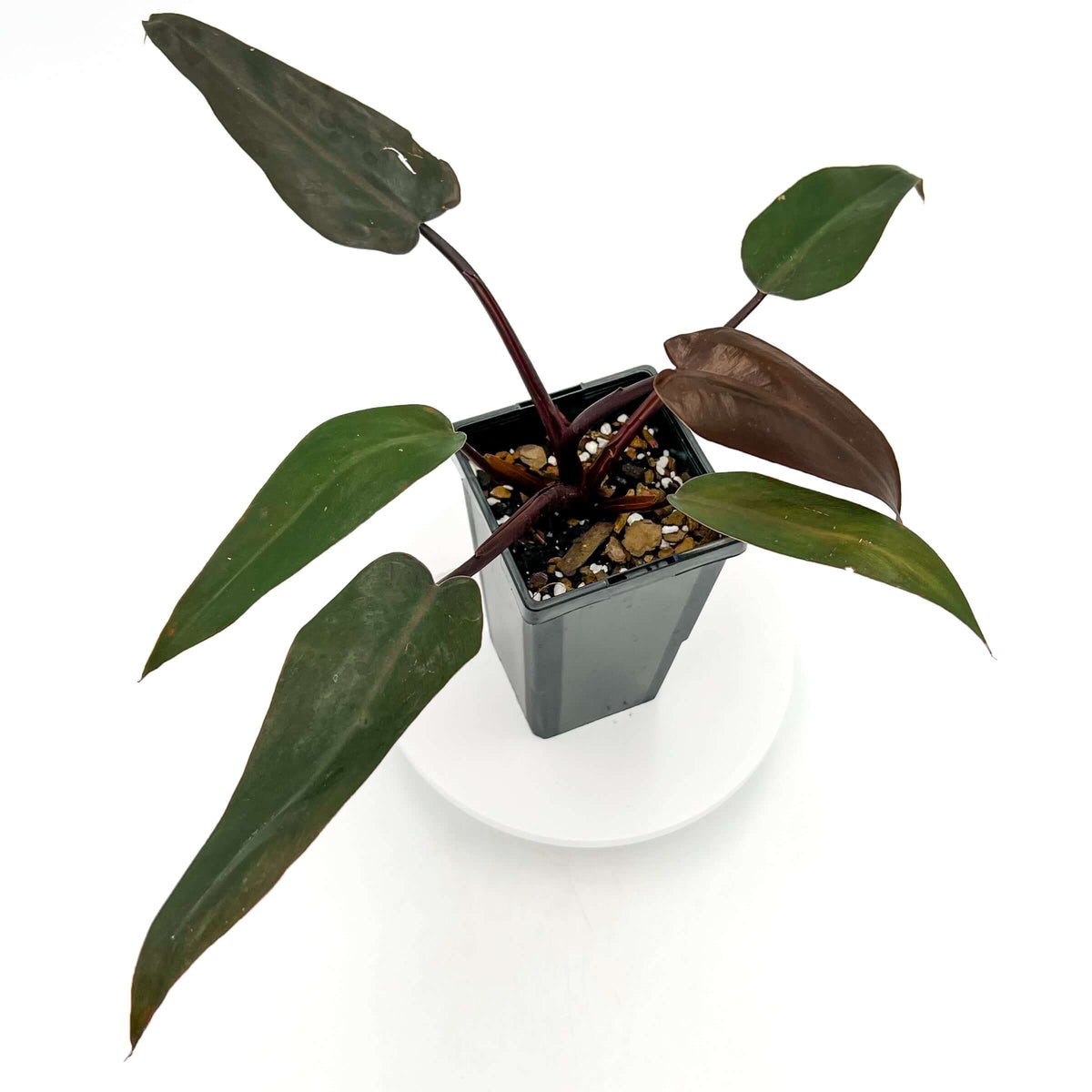 Philodendron Black Knight in square pot, showcasing dark burgundy foliage, ideal for unique indoor plants Australia. Chalet Boutique, Australia.
