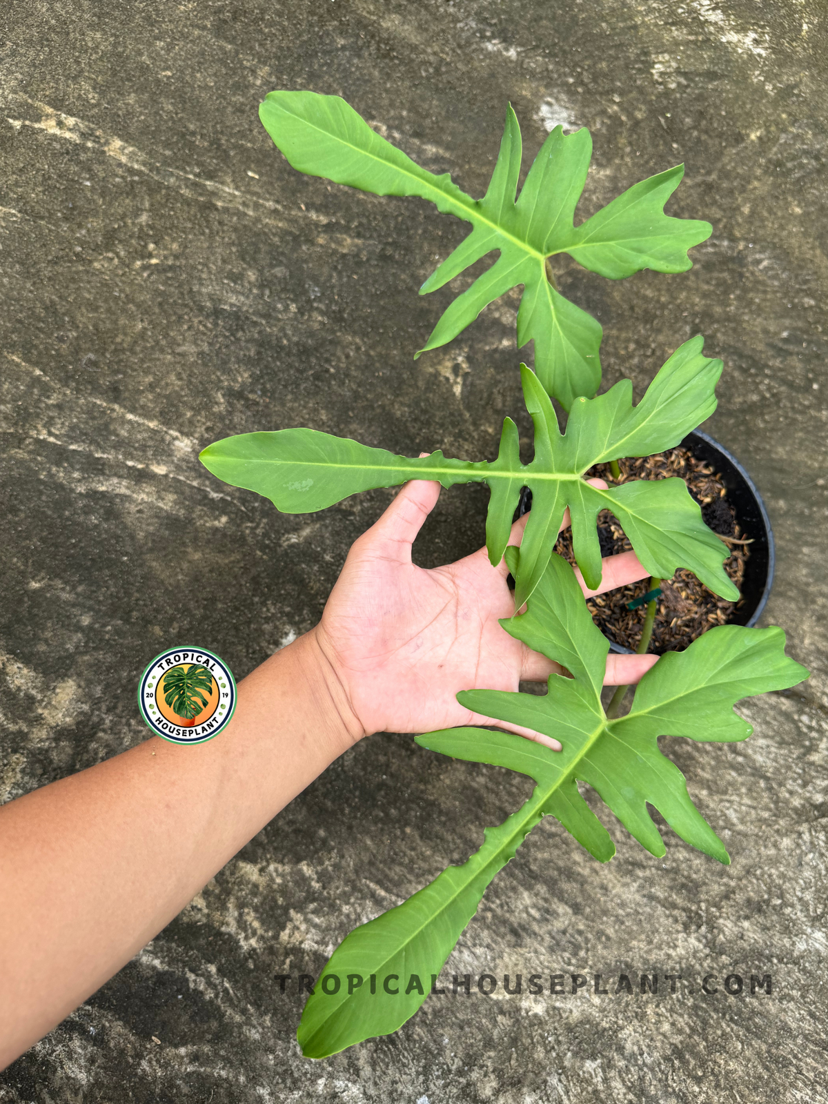 Top-down view of Philodendron Florida Beauty x Mayoi Narrow Form held in hand, showcasing its lobed green leaves with narrow tips.