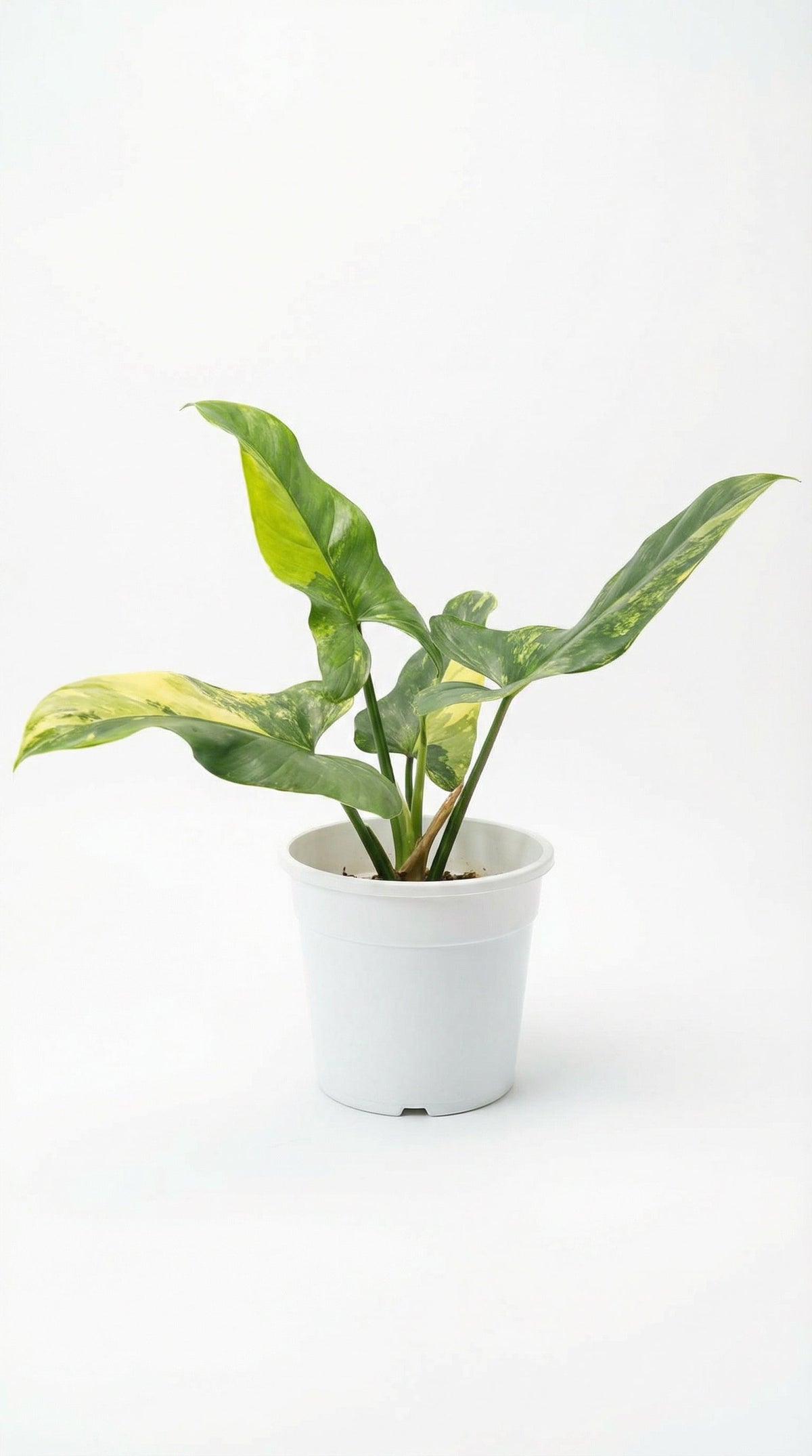 Philodendron hastatum variegata - Preorder