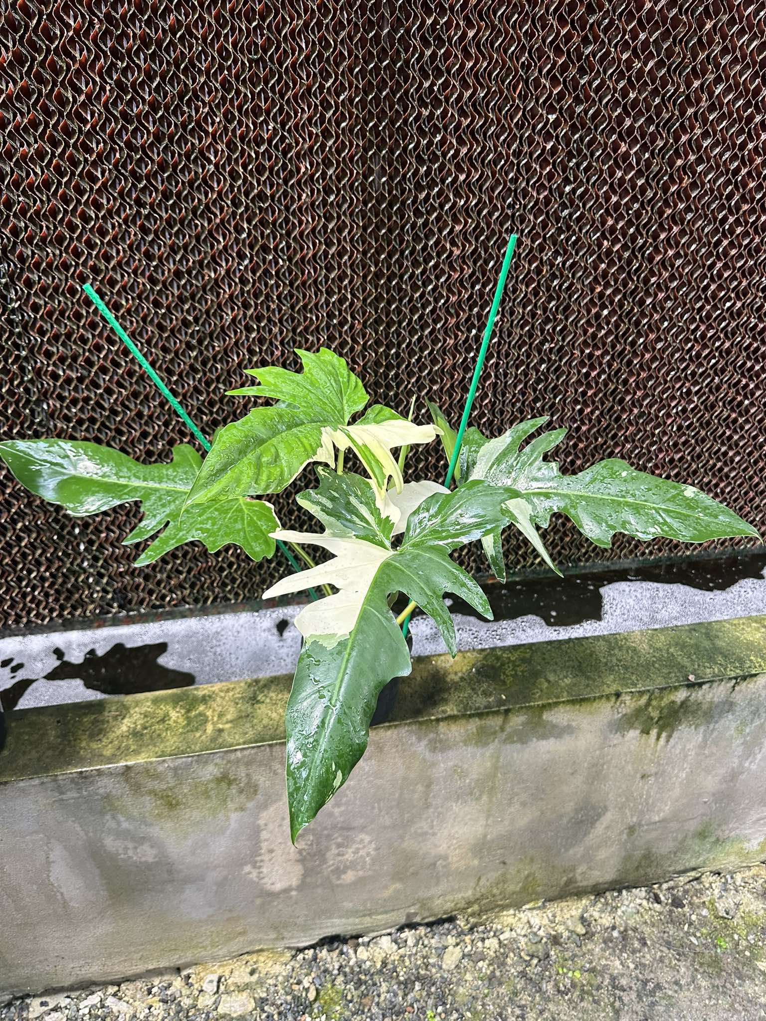 Philodendron Golden Dragon Variegated in a pot, showcasing lush, green variegated leaves with water droplets, emphasizing its unique appearance for plant enthusiasts.