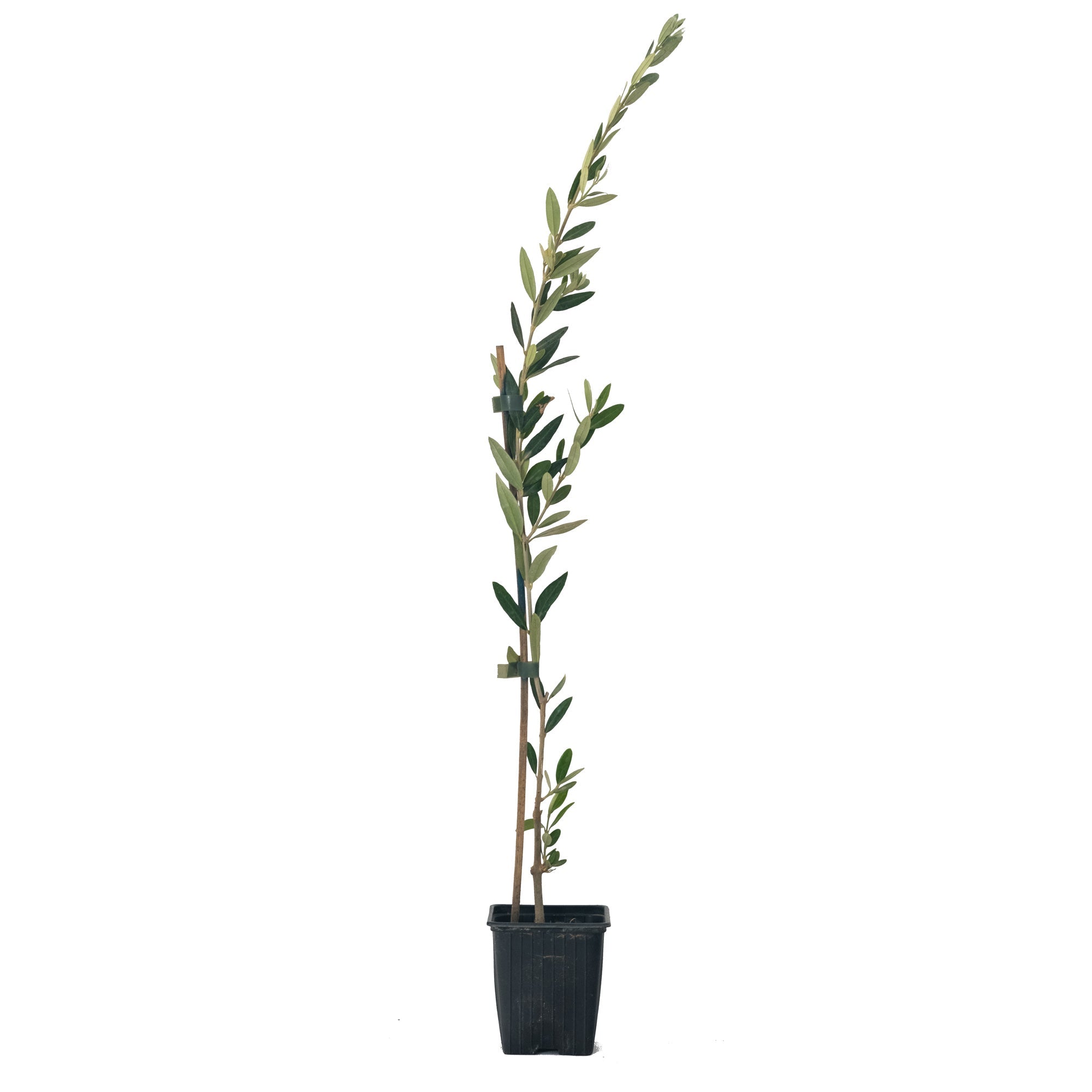 Olea Europaea „Picual“ – der Olivenbaum für Faule [VORBESTELLUNG FRÜHLING 2026]