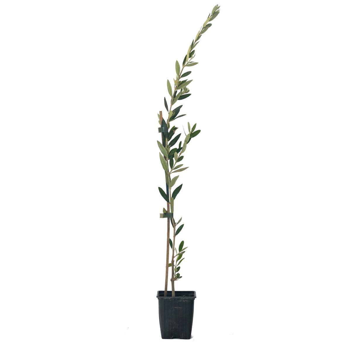 Olea Europaea „Picual“ – der Olivenbaum für Faule [VORBESTELLUNG FRÜHLING 2026]