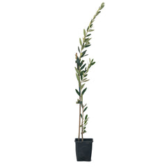 Olea Europaea „Picual“ – der Olivenbaum für Faule [VORBESTELLUNG FRÜHLING 2026]