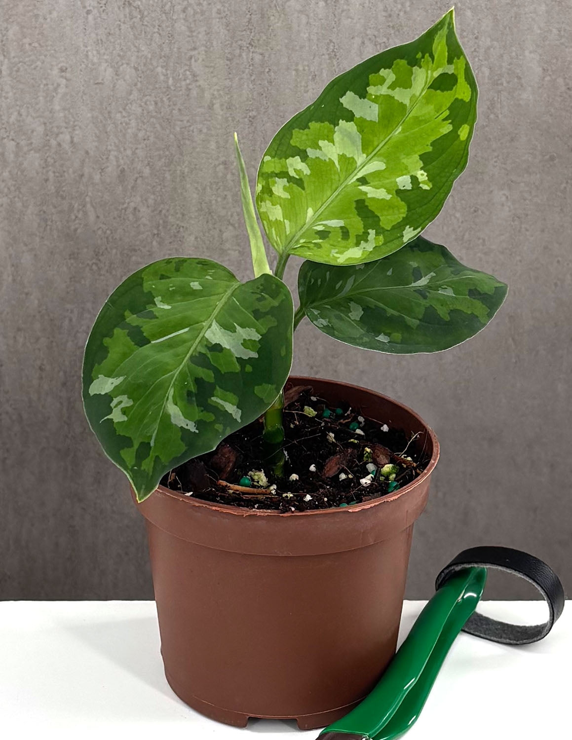 Aglaonema Pictum Tricolor - Plant Proper - 3.5" Pot