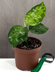 Aglaonema Pictum Tricolor - Plant Proper - 3.5" Pot