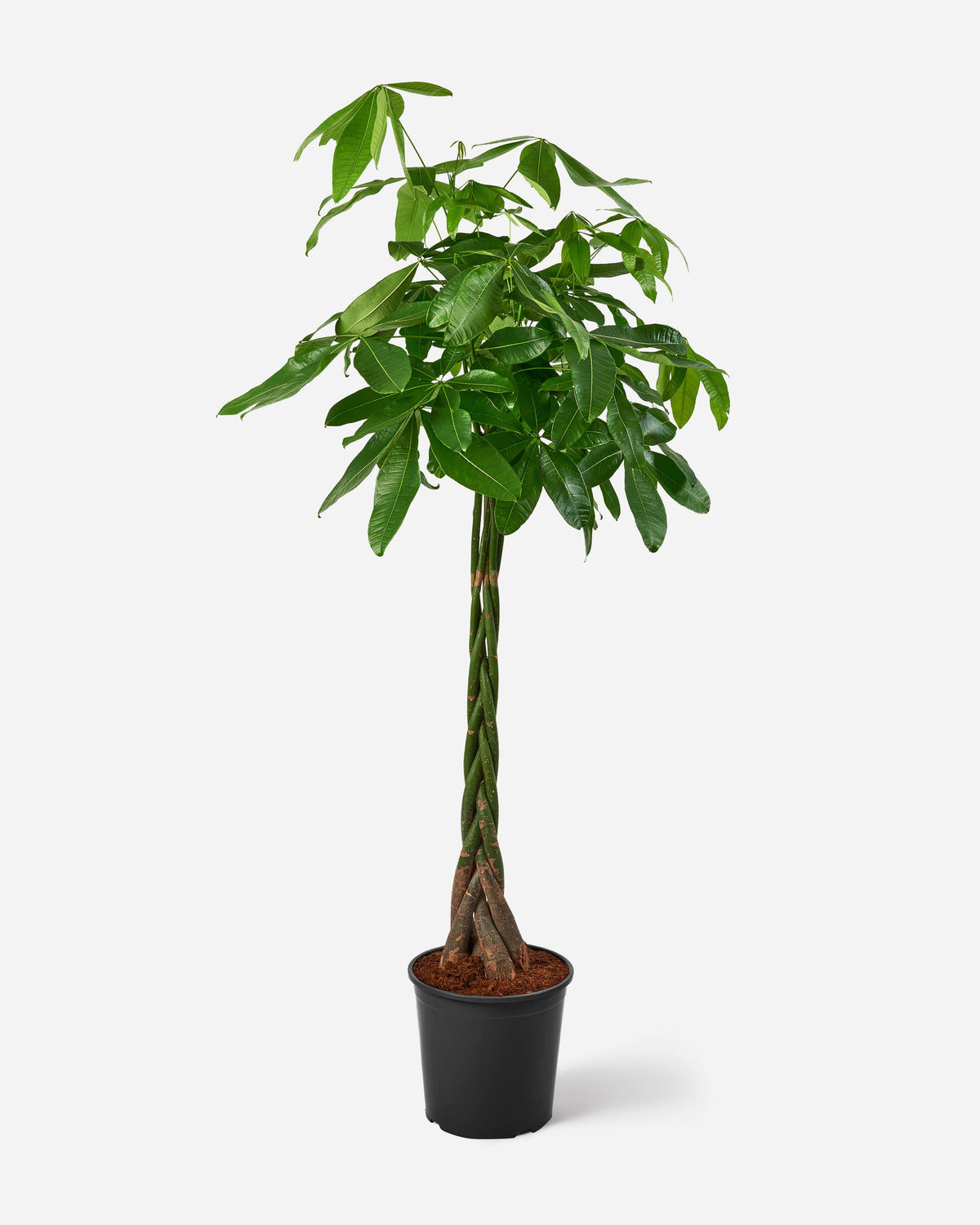 Money Tree