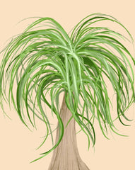 An illustration of a ponytail palm with a swollen stem and curly green leaves.
