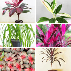 Buy Popular Dracaena Plant (Combo of 6) Online at Lalitenterprise