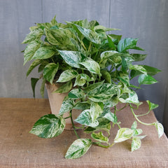 Pothos - Marble Queen (Epipremnum aureum)