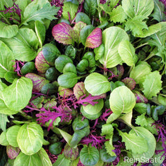 Bio-Saatgut Asia-Salat 'Oriental Mix'