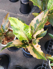 Alt text: Anthurium Renaissance Variegated (Birdsnest) in a pot with distinctive foliage and inflorescence, displayed among other potted plants on a concrete surface.
