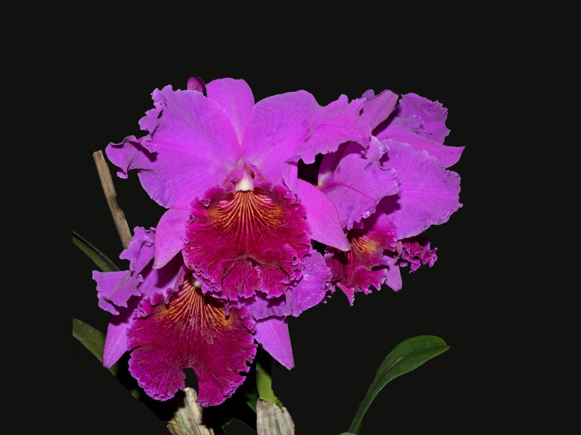 Rhyncholaeliocattleya Nakagami Grace