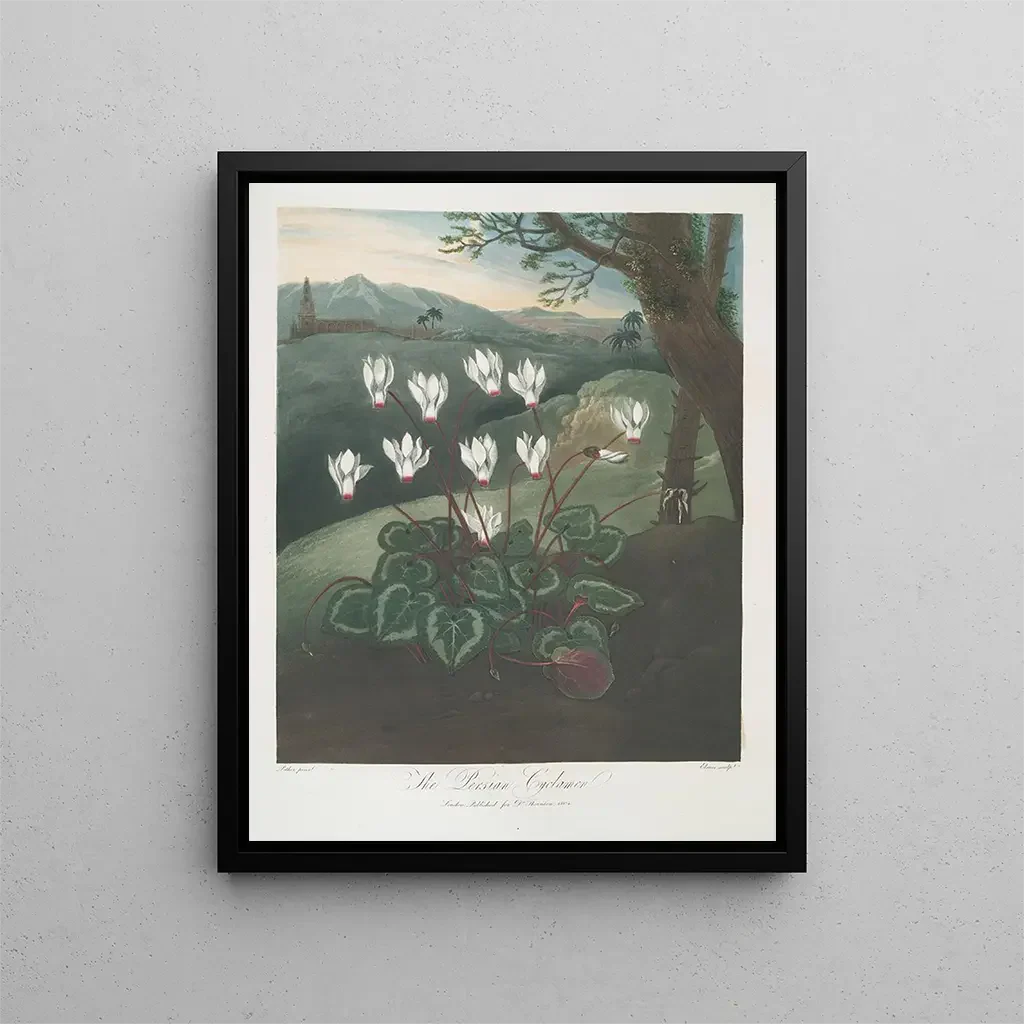Robert John Thornton - The Persian Cyclamen.webp