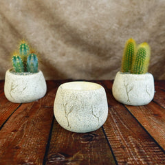 Three round white ceramic planter pots with earthy textures and tree designs; two display cacti, while the center pot is empty.