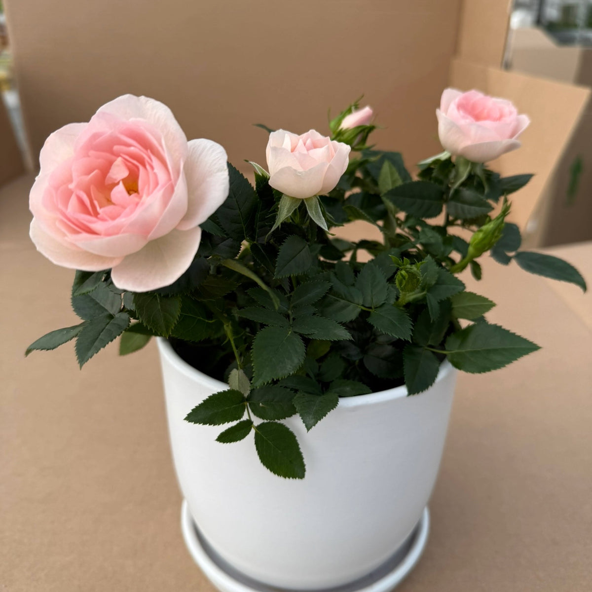 Rosa 'RosAroma®' - Indoor Rose 'RosAroma®'