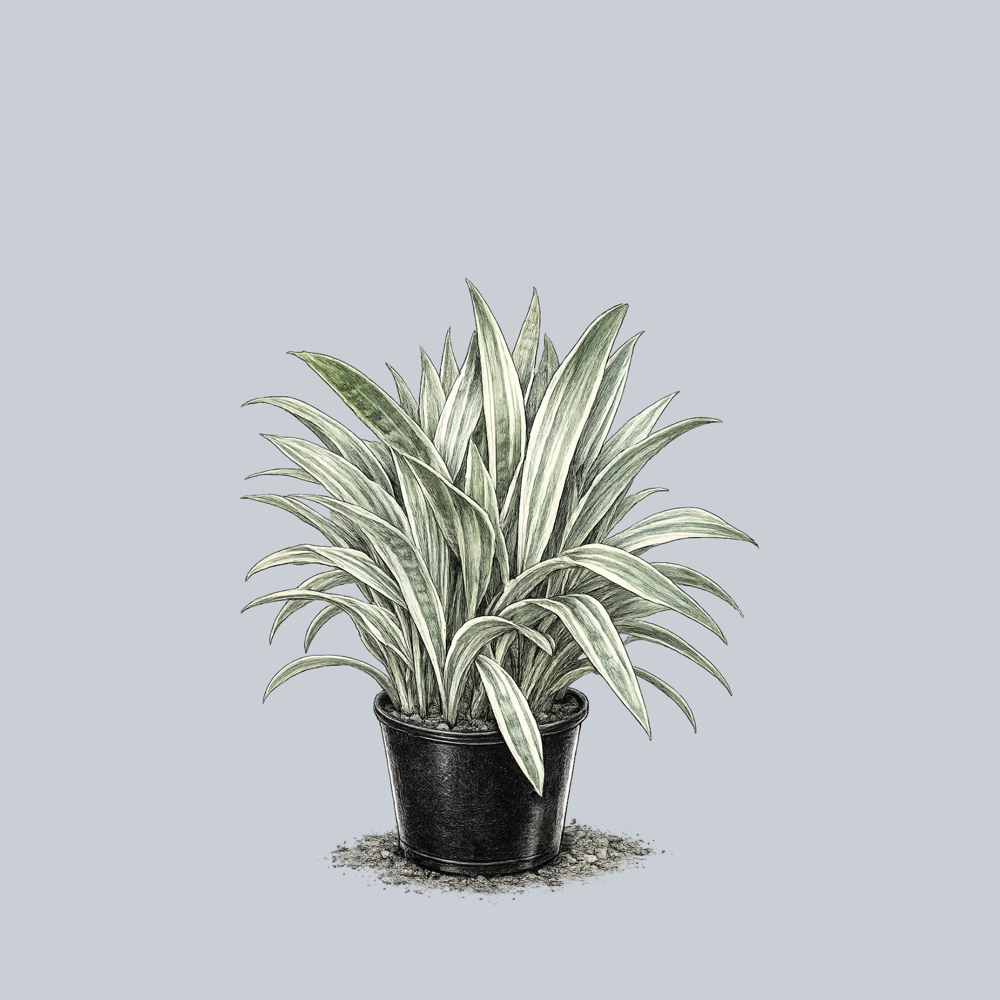 Sayuri Snake Plant