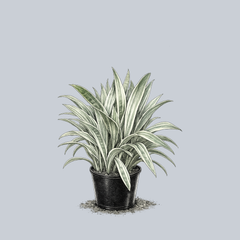 Sayuri Snake Plant