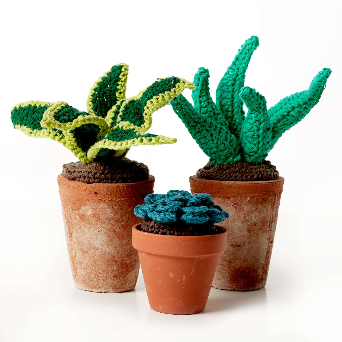Succulent