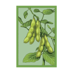 Edamame seed packet - Shido Seeds non-GMO vacuum-sealed woodblock design
