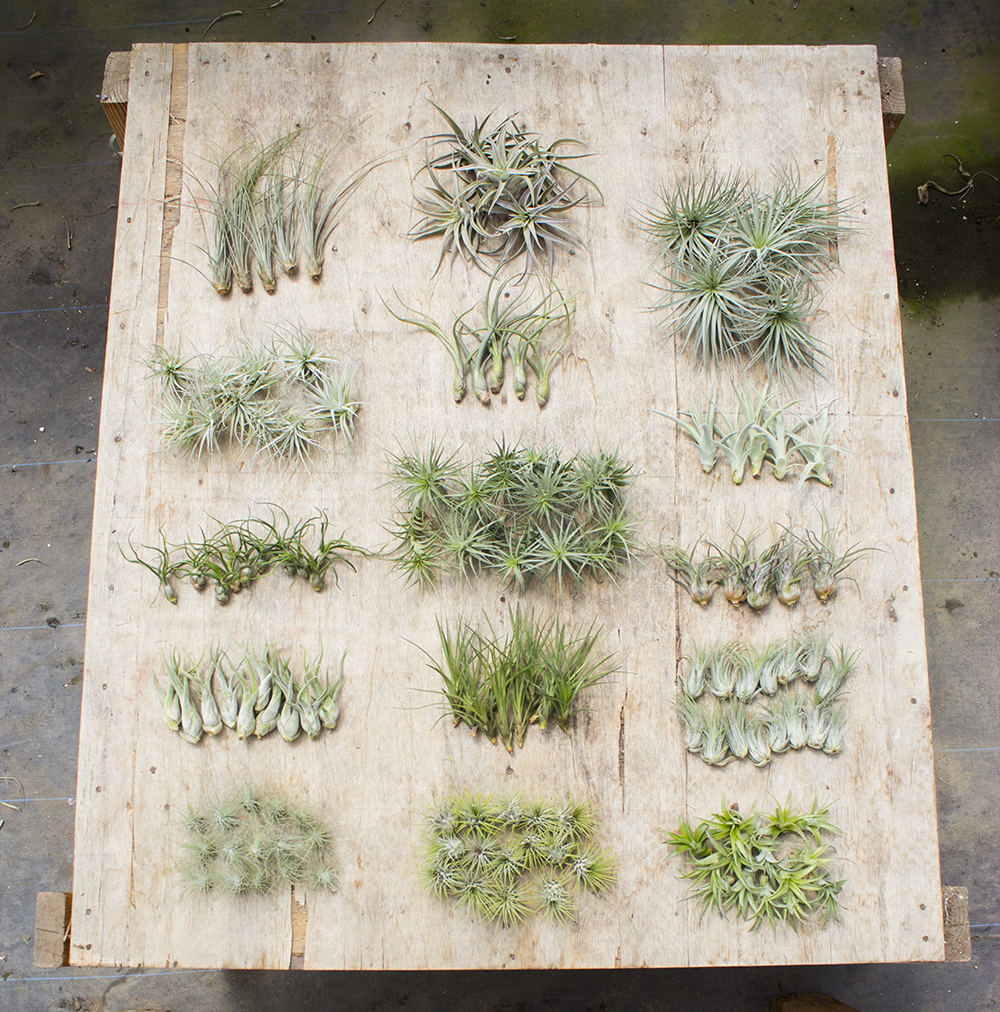 Wholesale Air Plant All Natural Small and Medium Bundle