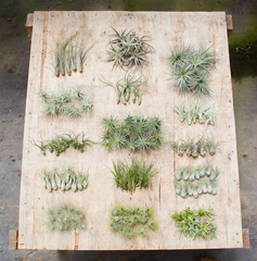 Wholesale Air Plant All Natural Small and Medium Bundle
