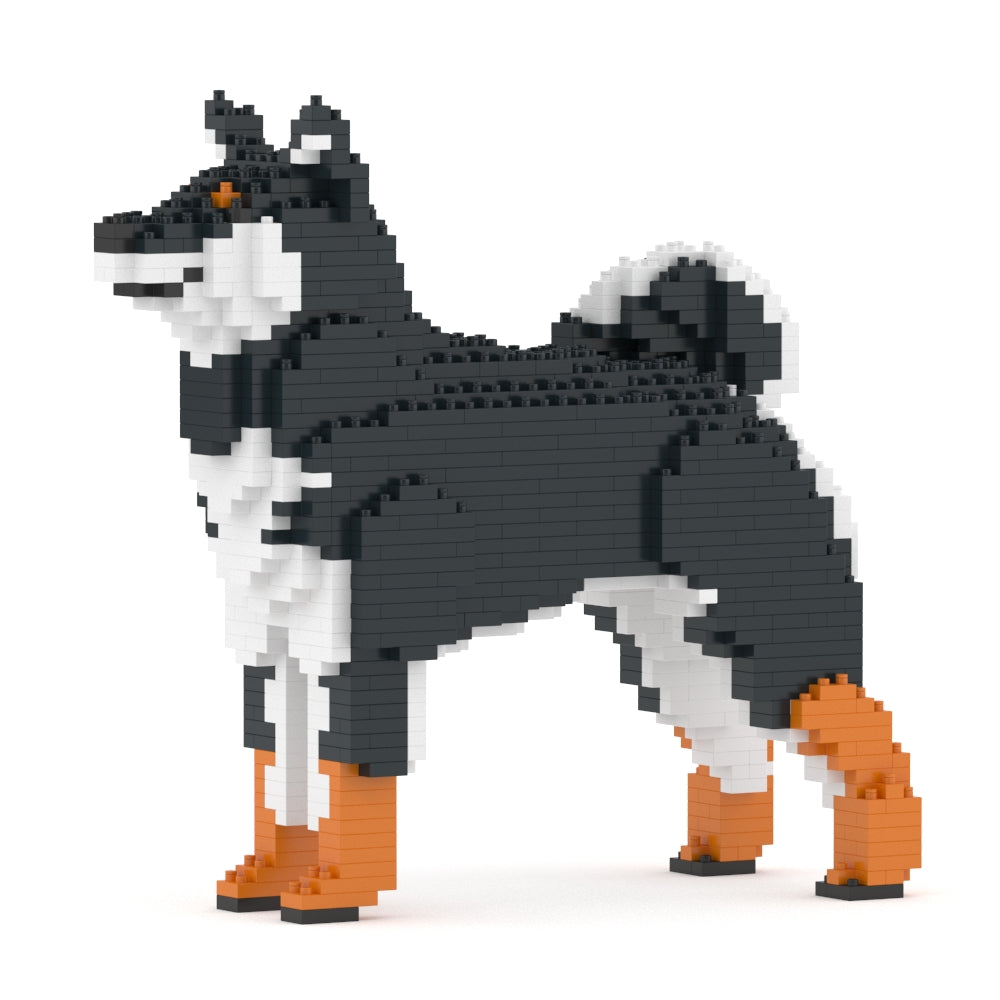 Chien Shiba noir