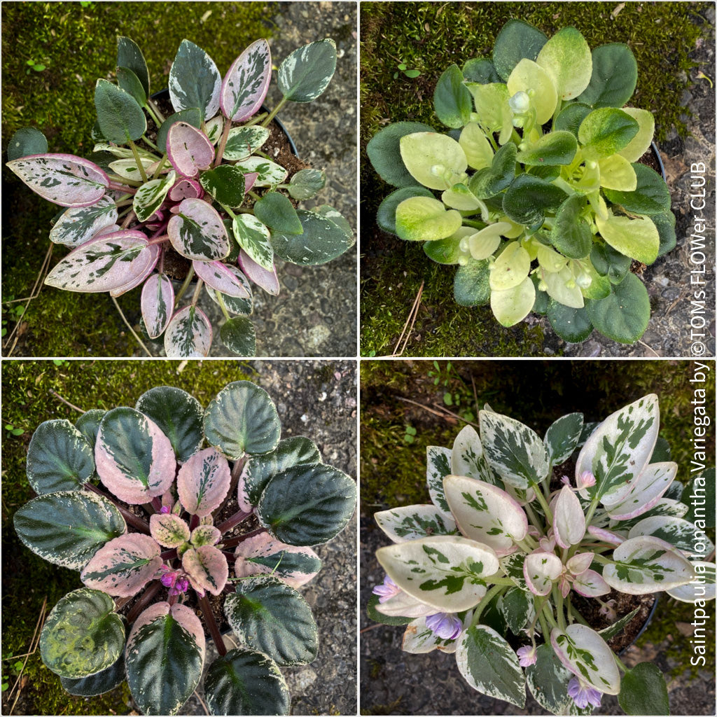 Saintpaulia Ionantha Variegata / African Violet, unique variegata plants, organically grown, for sale at TOMs FLOWer CLUB.