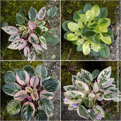Saintpaulia Ionantha Variegata / African Violet, unique variegata plants, organically grown, for sale at TOMs FLOWer CLUB.