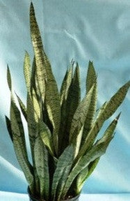 Snake plant (Sansevieria Zeylanica)