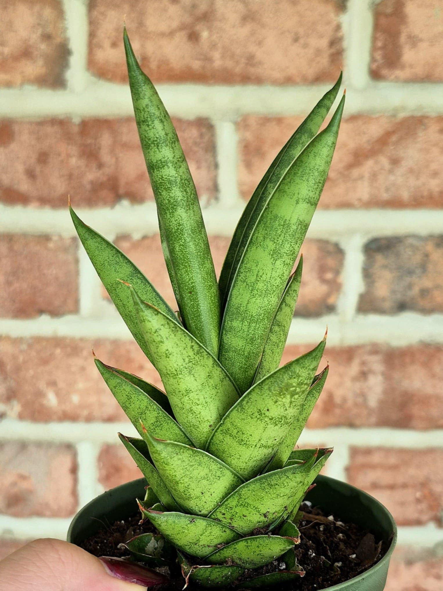 Tower Snake Plant (Sansevieria francisii)