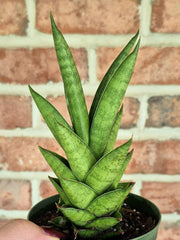 Tower Snake Plant (Sansevieria francisii)