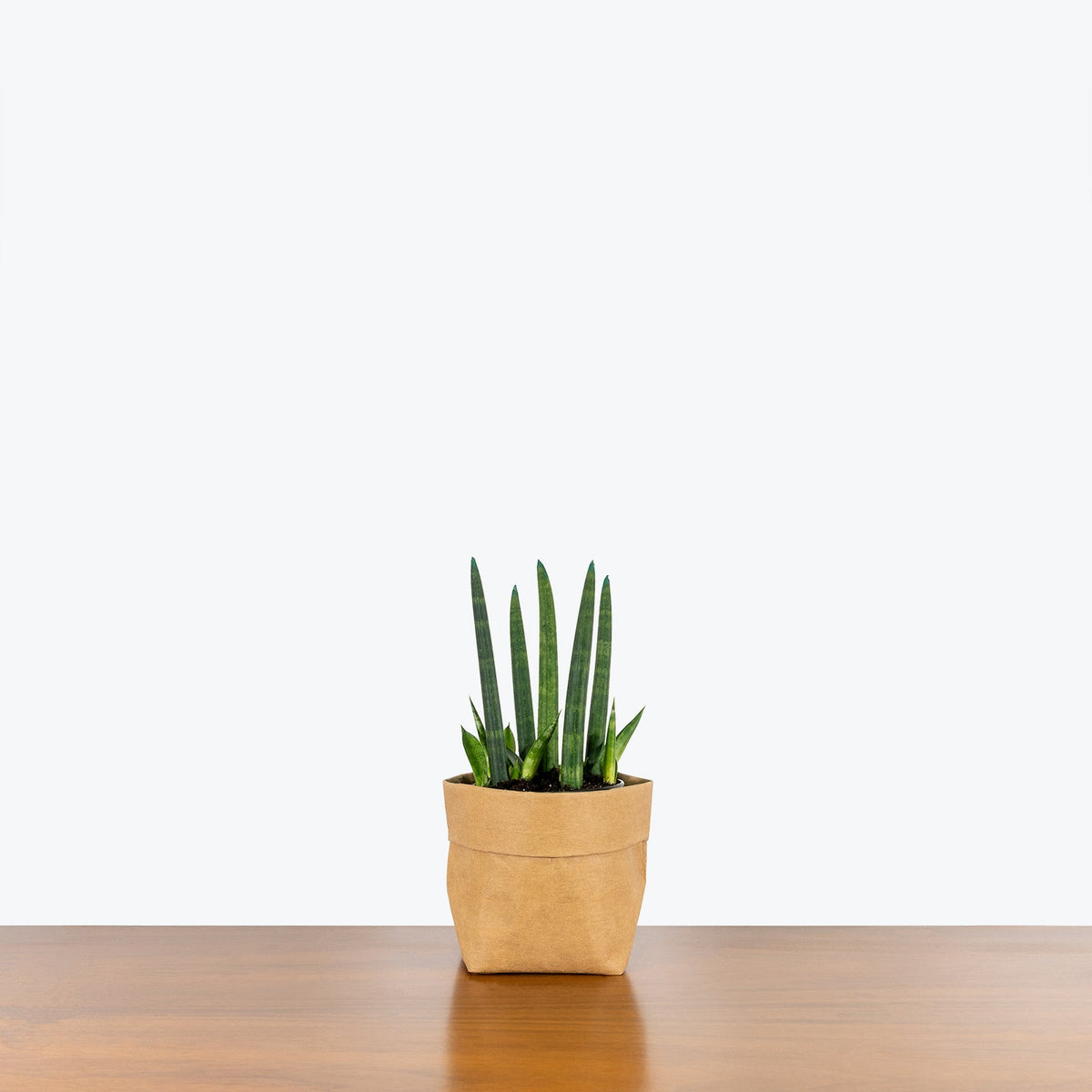Sansevieria Cylindrica | Snake Plant | Care Guide and Pro Tips - Delivery from Toronto across Canada - JOMO Studio