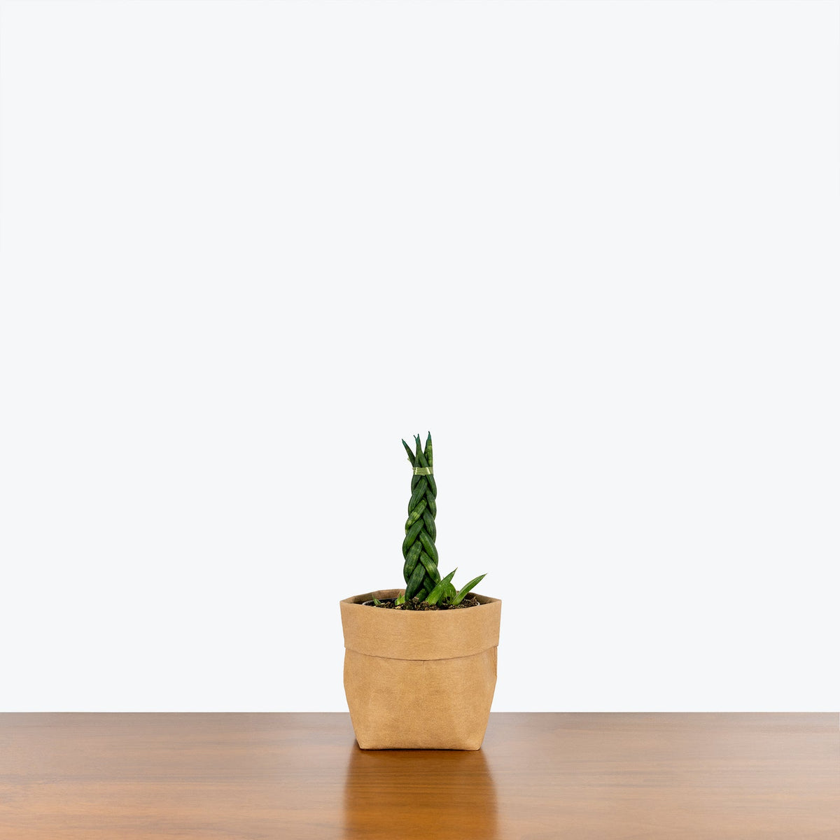 Sansevieria Cylindrica Braid | Snake Plant | Care Guide and Pro Tips - Delivery from Toronto across Canada - JOMO Studio