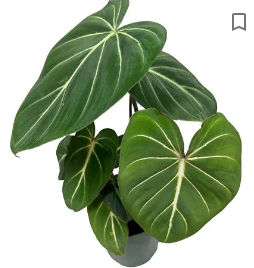 Philodendron Gloriosum 4"