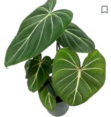 Philodendron Gloriosum 4"
