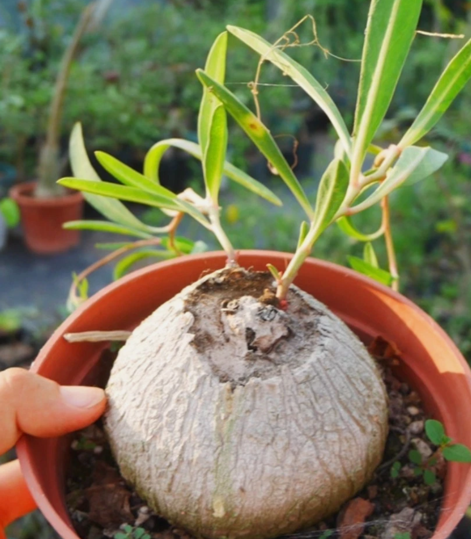 Euphorbia trichadenia seeds