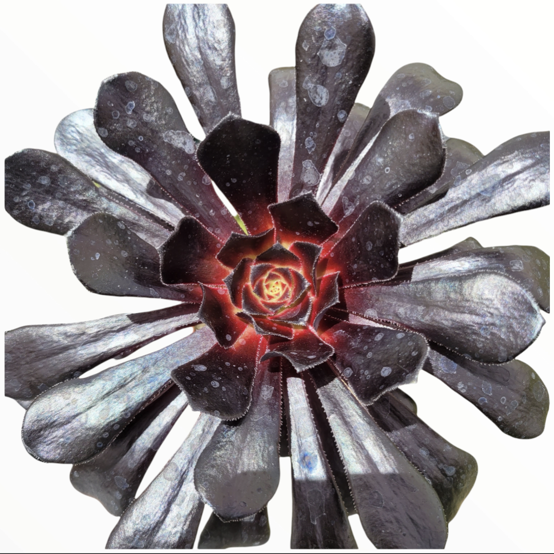 Aeonium arboreum 'Black Rose', a dark-purple succulent rosette with spoon-shaped leaves in a tight spiral, displaying water spots and mineral deposits.