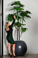Tall Monstera in a Gray Round Planter