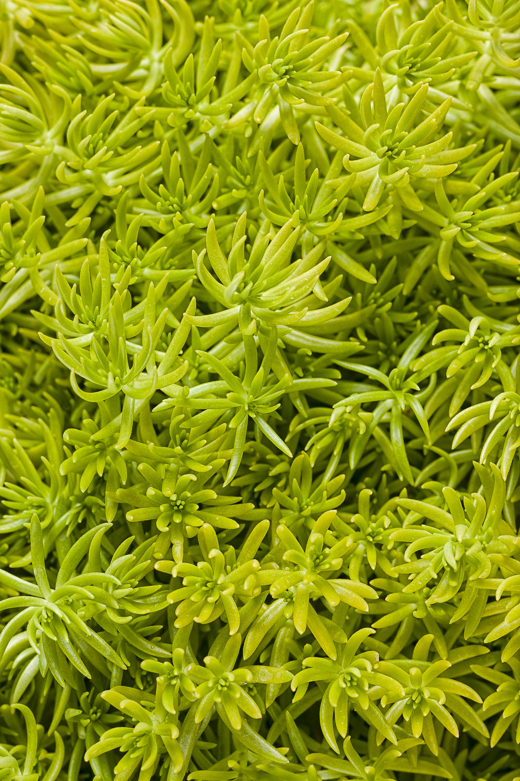 Sedum Lemon Coral 4.5" Pot (PW)