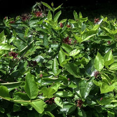 Simply Scentsational® Sweetshrub (Calycanthus floridus 'SMNCAF' PP 33,550), a shrub featuring red flowers and deciduous.