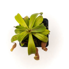 Small Nepenthes 'Ventricosa' - Sweet Leaf Nursery