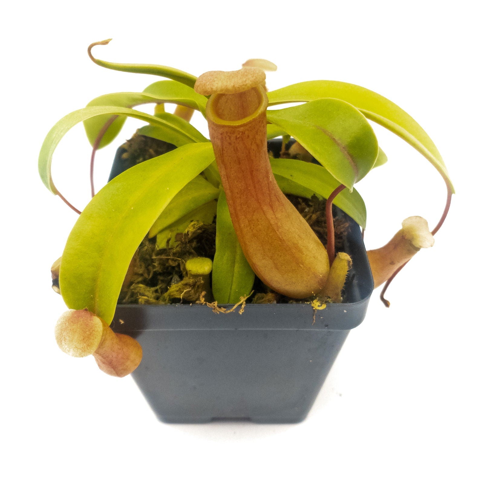 Small Nepenthes 'Ventricosa' - Sweet Leaf Nursery