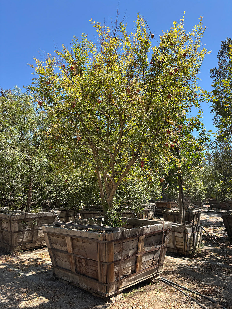 pomegranate tree for sale