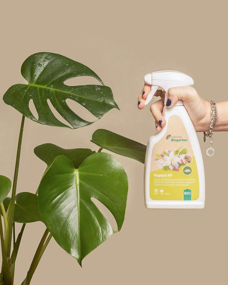 Spray gegen Schädlinge sprüht ein Monstera Blatt an.