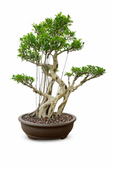 Tiger Bark Ficus Bonsai 16 years old