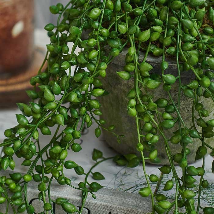 Artificial trailing string of pearls potted faux fake plant green beaded succulent realistic home decor