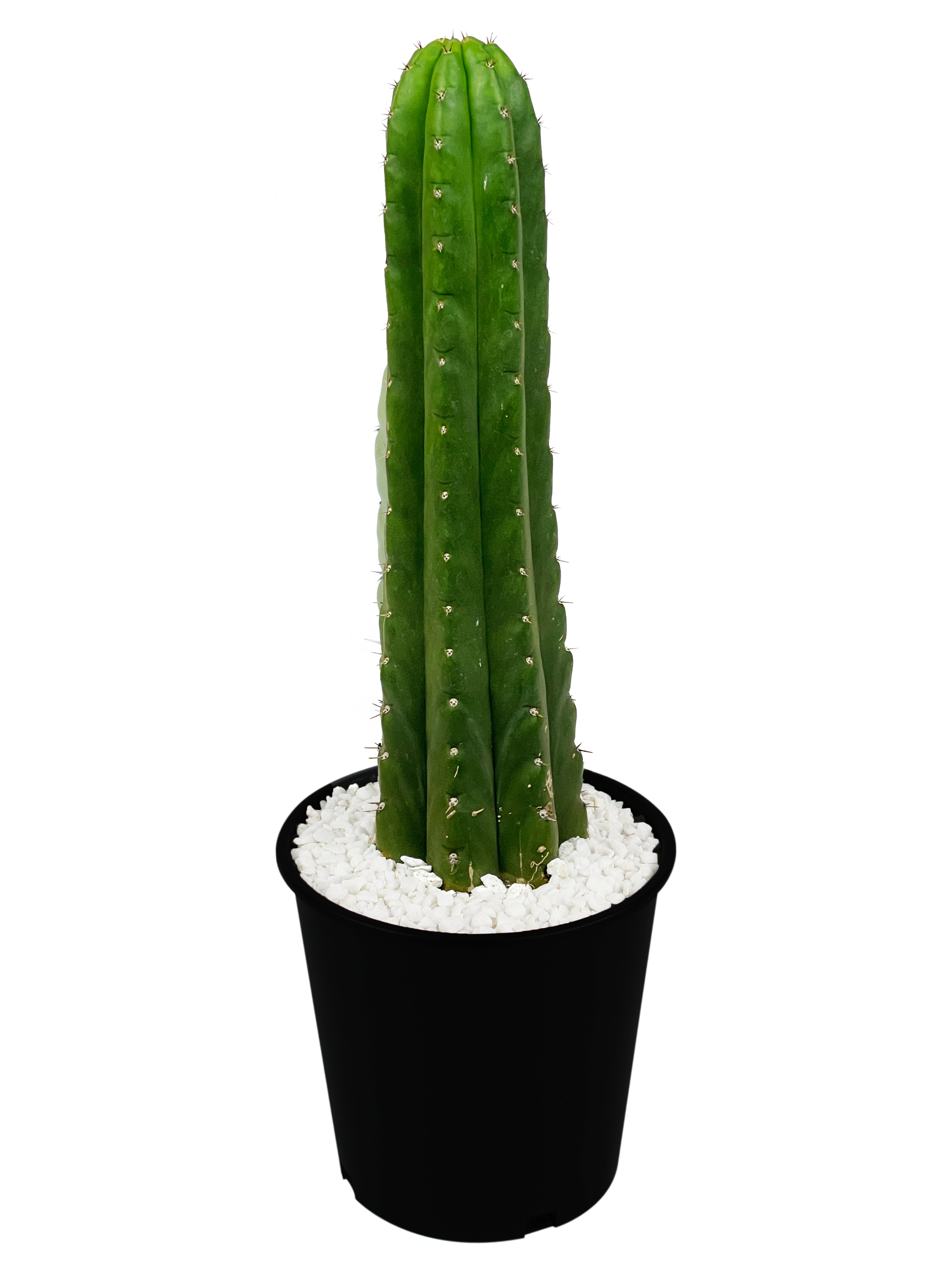 Full, high angle view of Echinopsis pachanoi (San Pedro Cactus), featuring tall, columnar stems with a vibrant green hue. The plant thrives in full to part sun, growing up to 6-15 feet tall and 3-5 feet wide. Hardy in USDA zones 8-11, it requires minimal water once established.